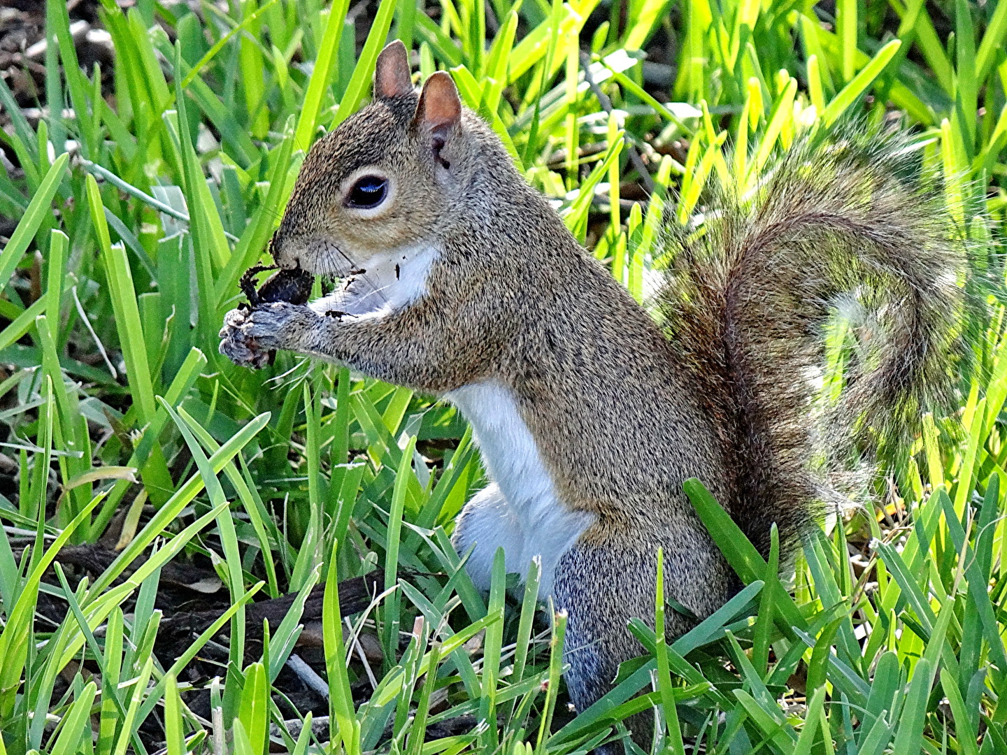 American Gray Squirrel