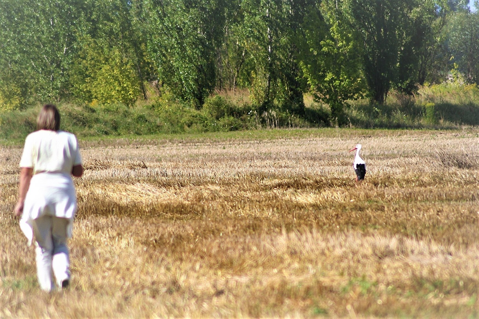 Begegnung auf dem Feld
