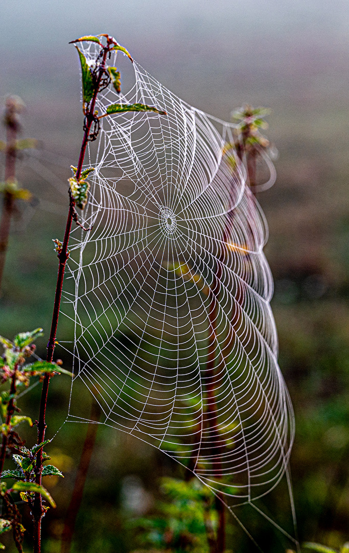 Natur (allgemein)