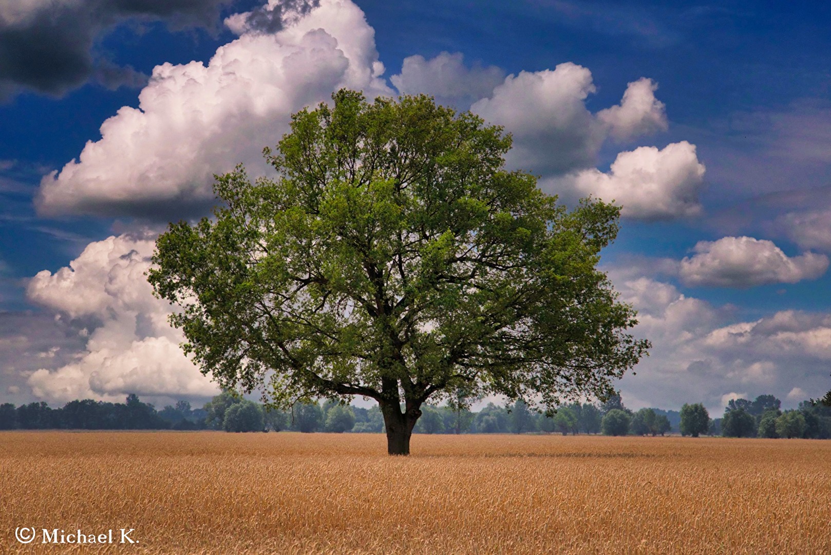 Mein Freund der Baum