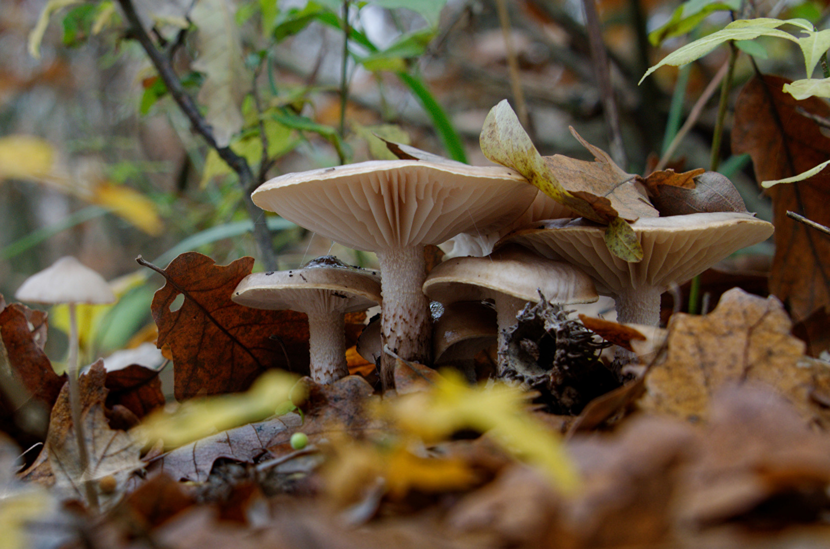 Pilze im Eichenlaub