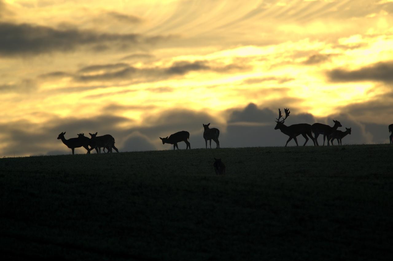 Tiere (allgemein)