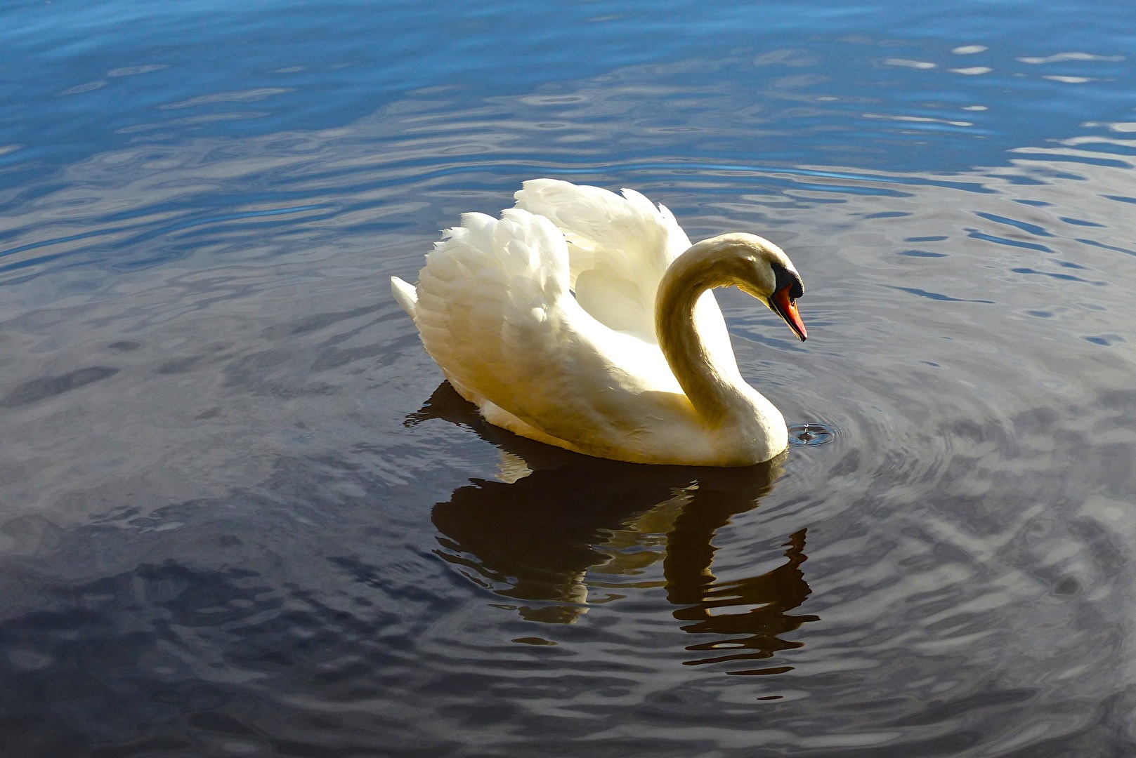 Schwan