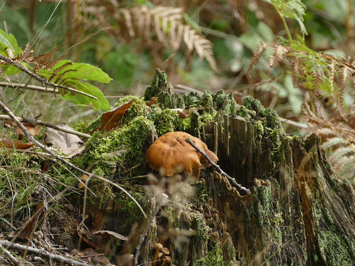 Natur (allgemein)