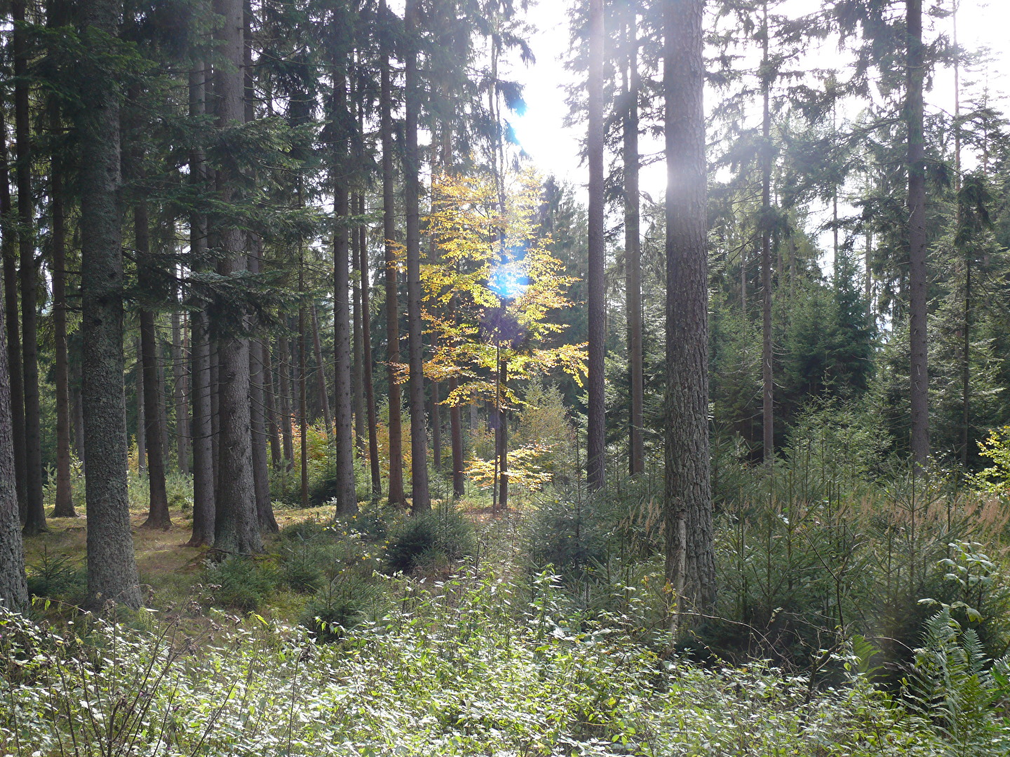 Natur (allgemein)