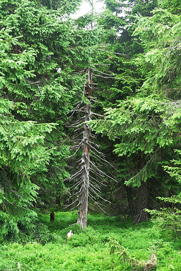 Natur (allgemein)