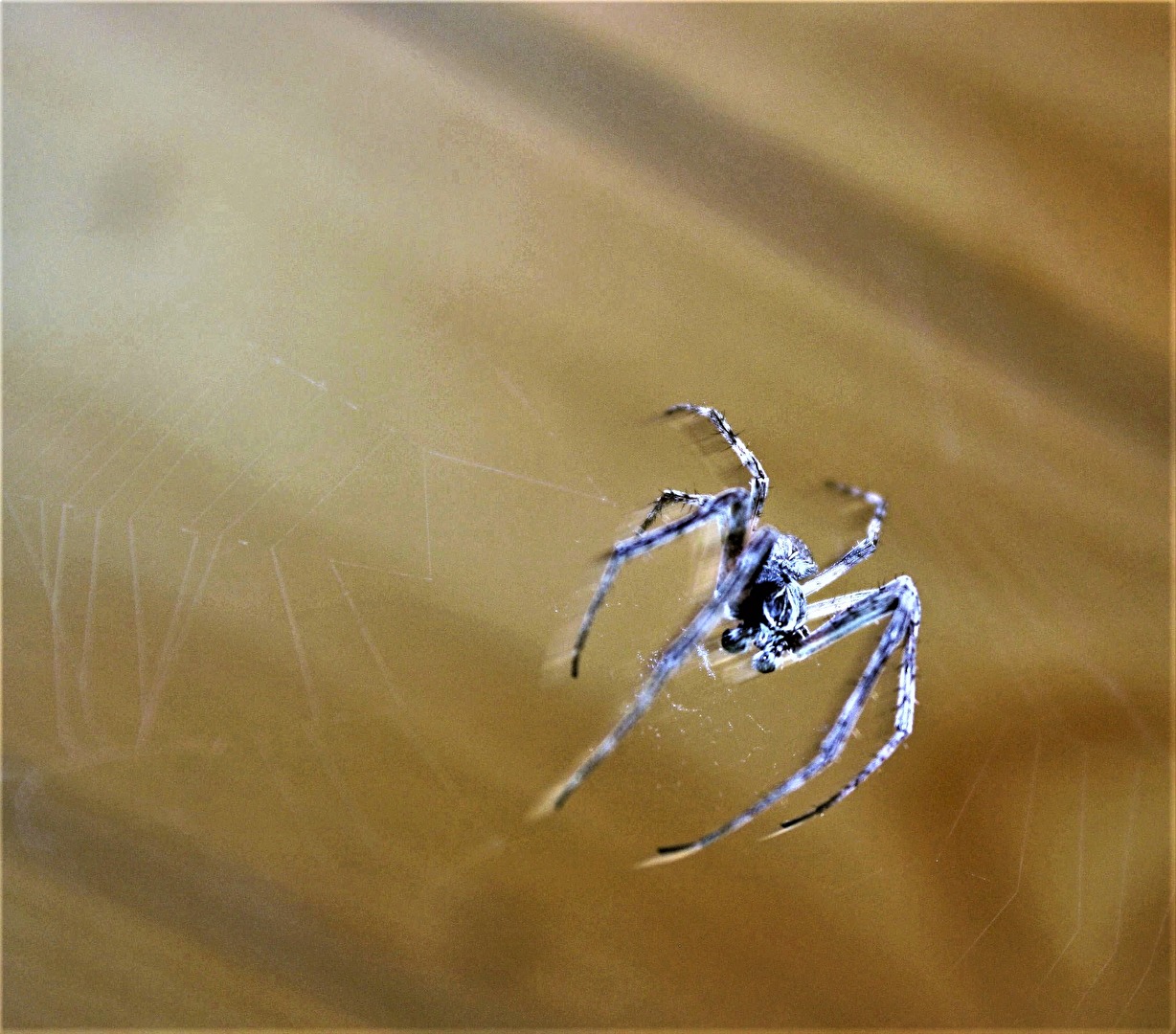 Insekten