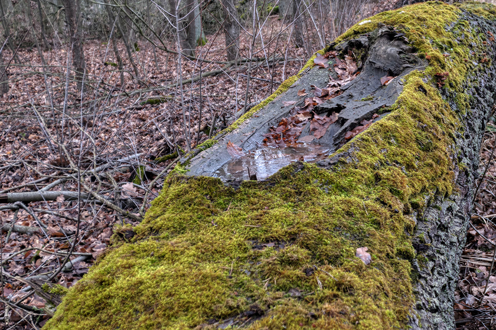 Natur Tränke