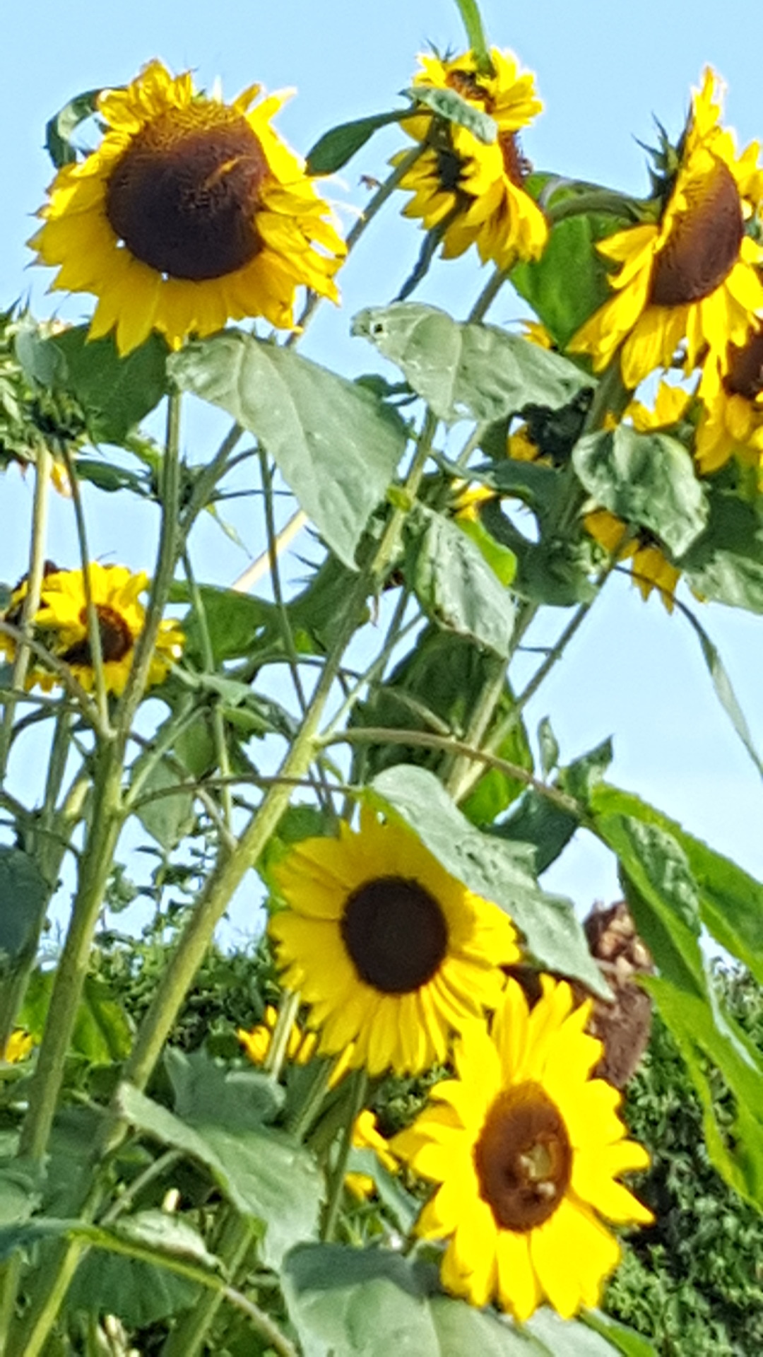 Sonnenblumen