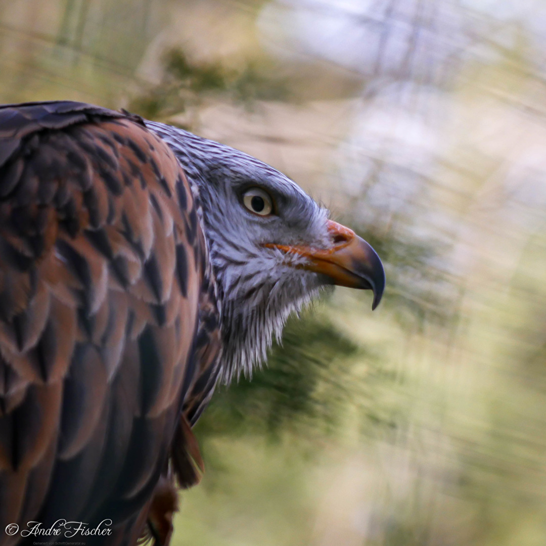 Der Jäger sucht seine Beute...