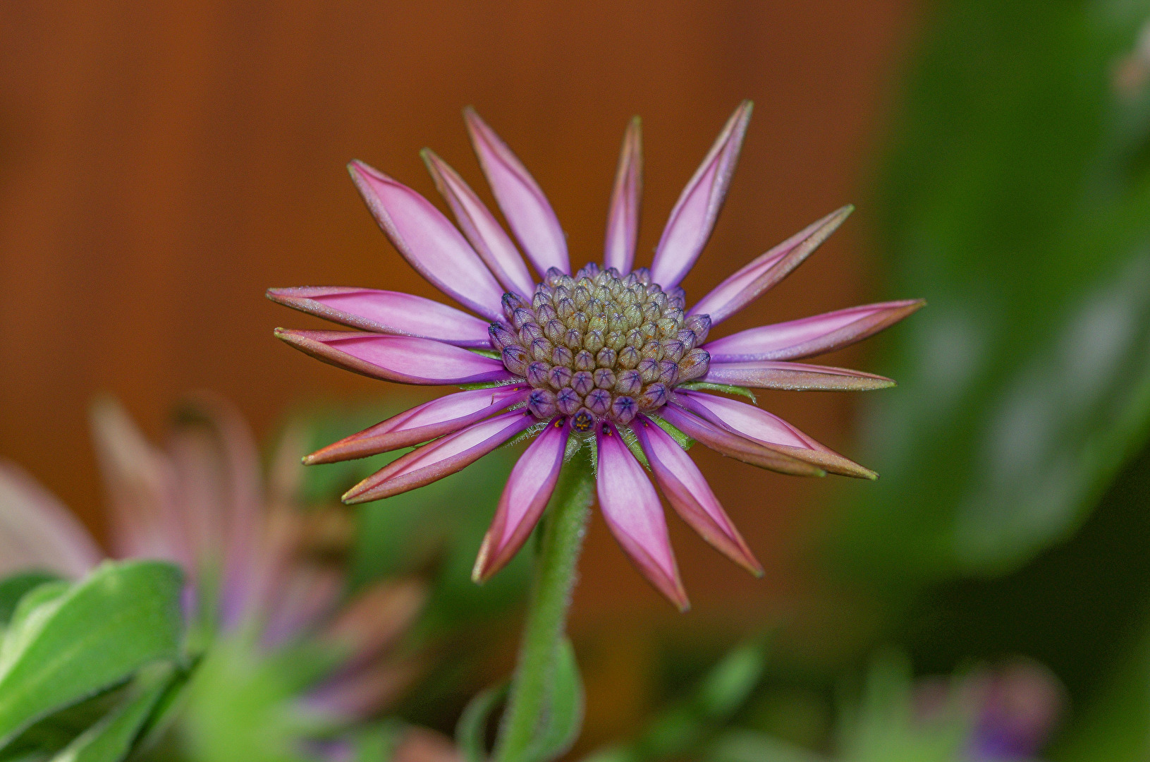 Blümchen Makro