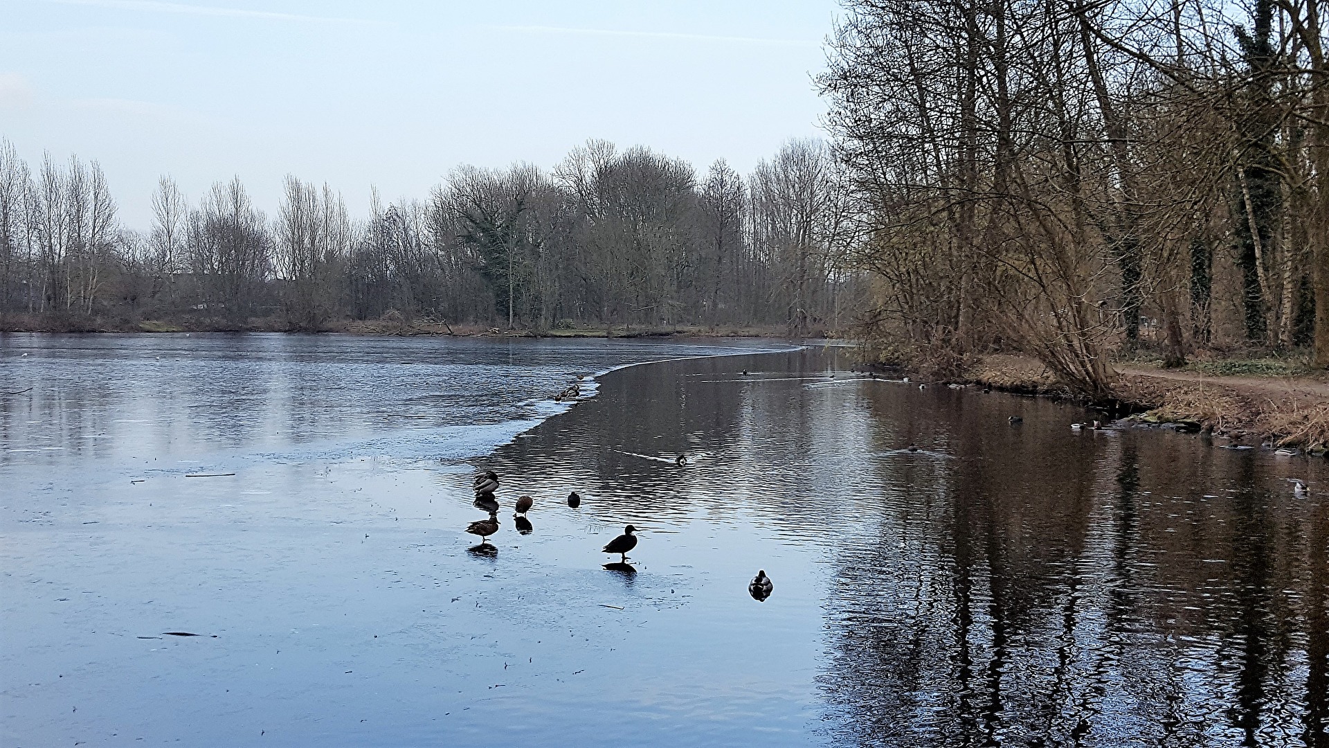 Enten suchen Eis im Windmühlenbruch