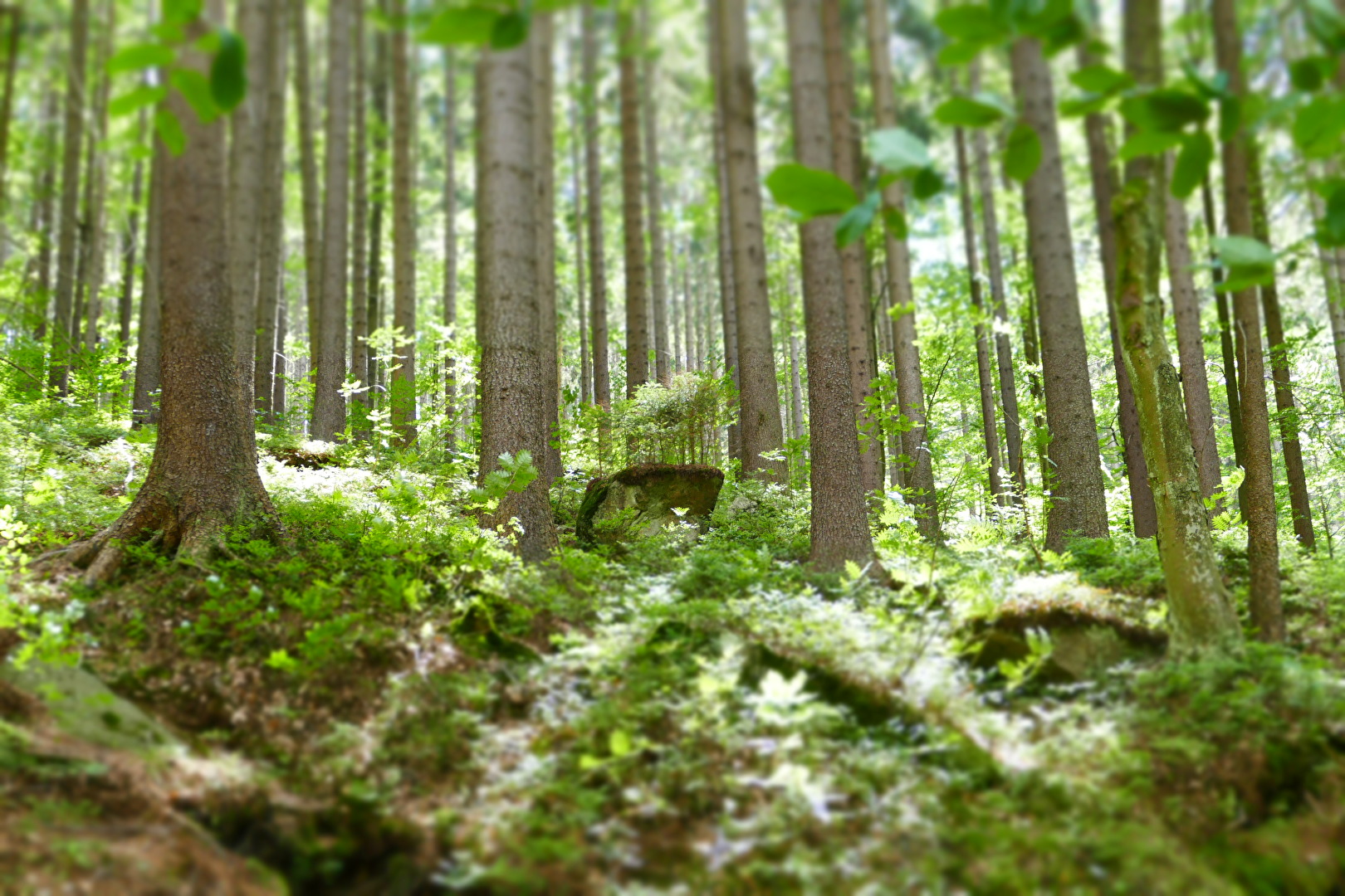 Der kleine Berg im Wald