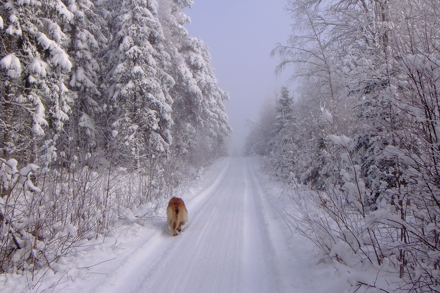 ... Winter-Spaziergang ...