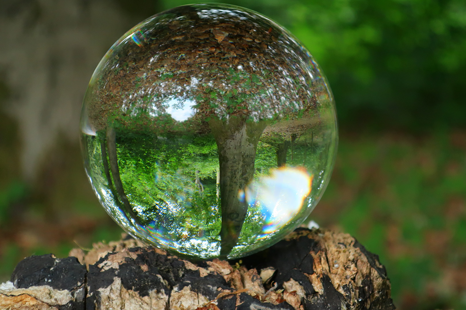 ...im Wald 1.Glaskugelaufnahme