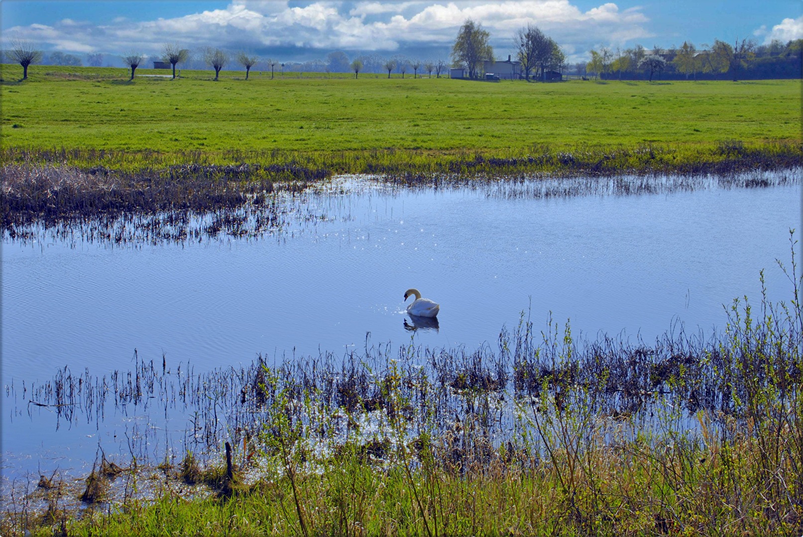 le cygne solitaire