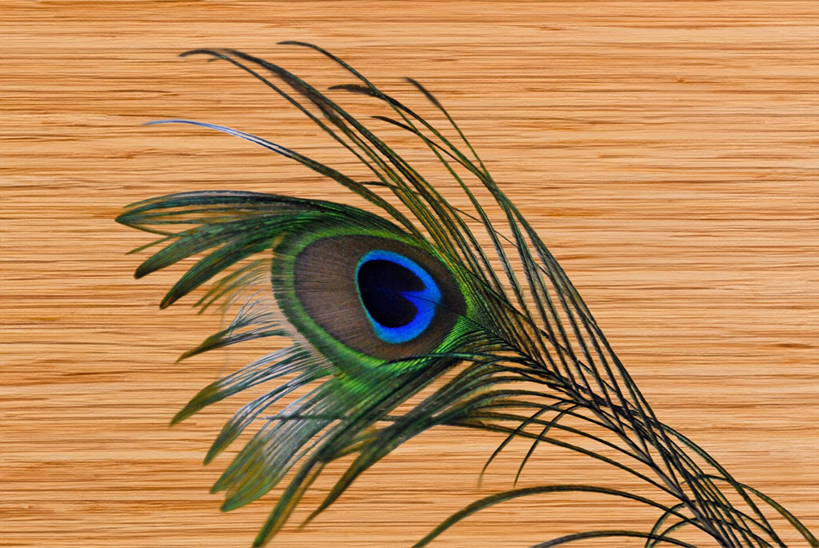 Peacock feather