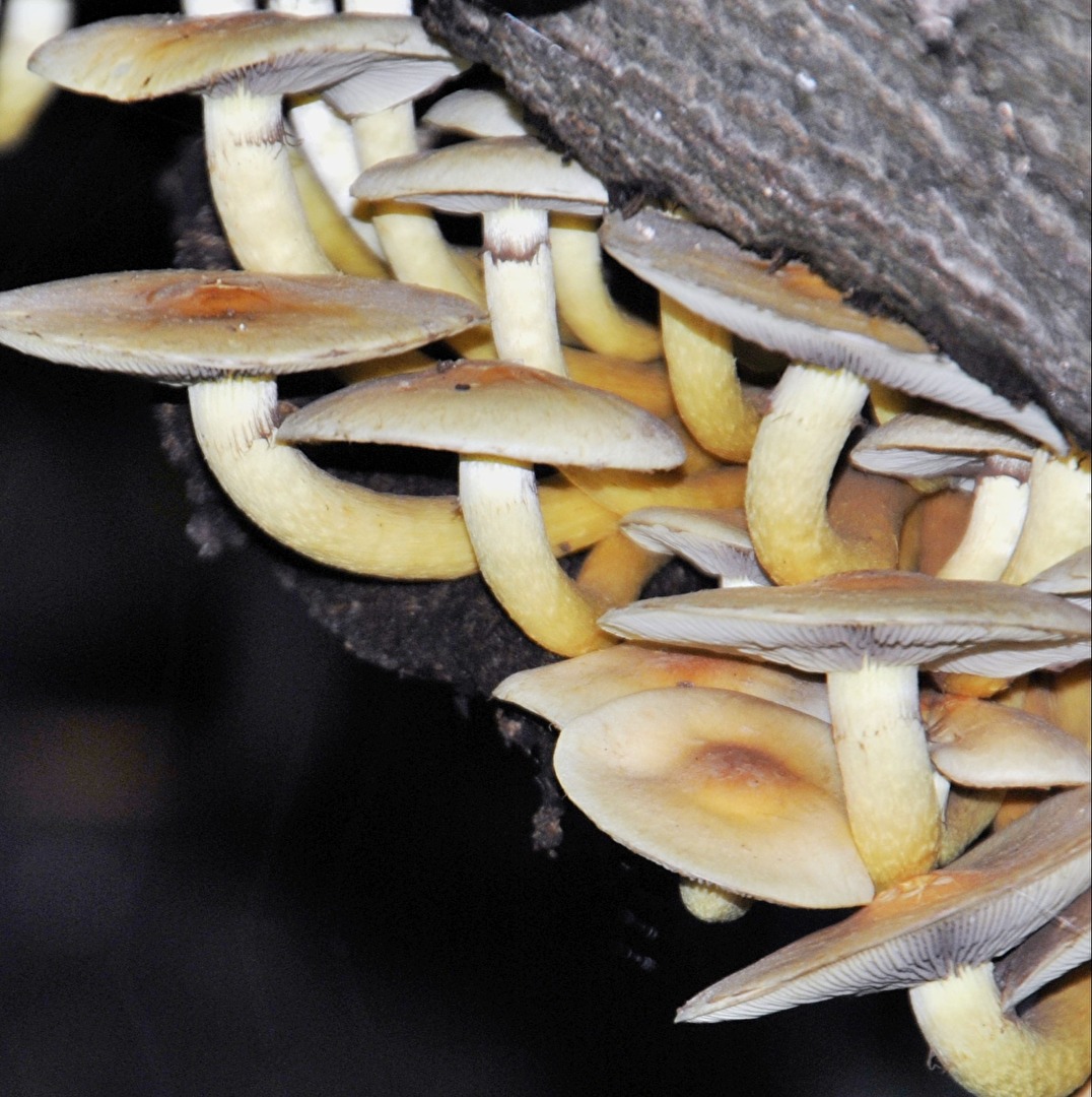 Champignons