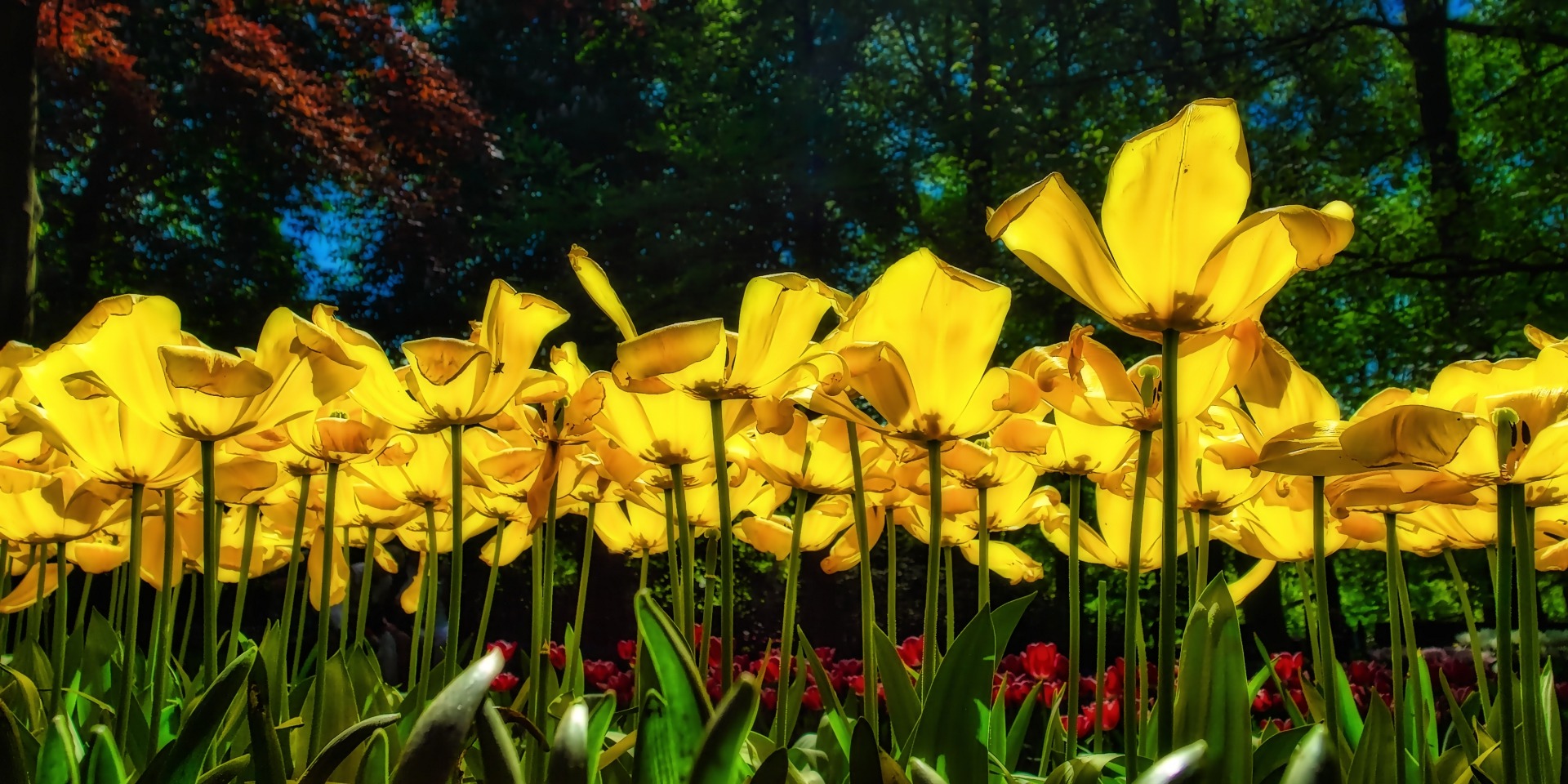 die Tulpen von Keukenhof