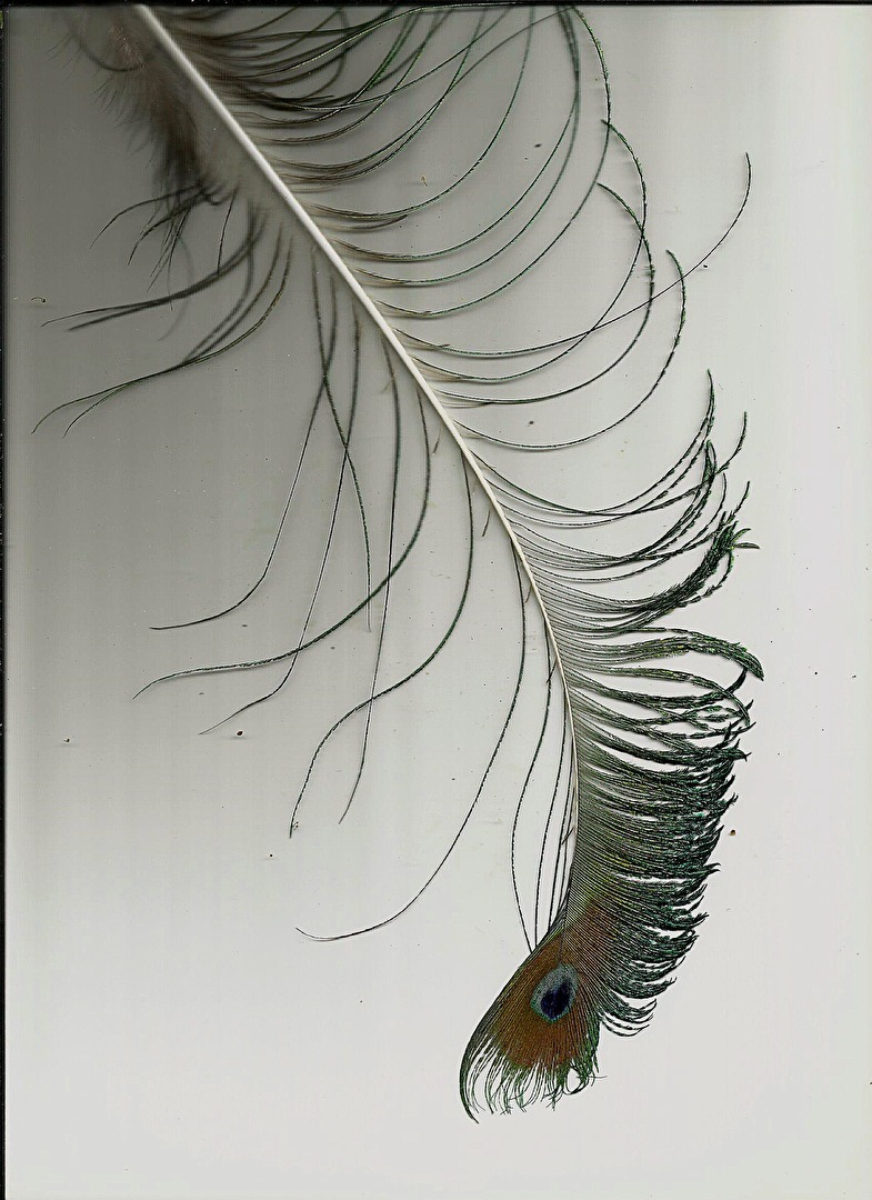 Peacock Feather