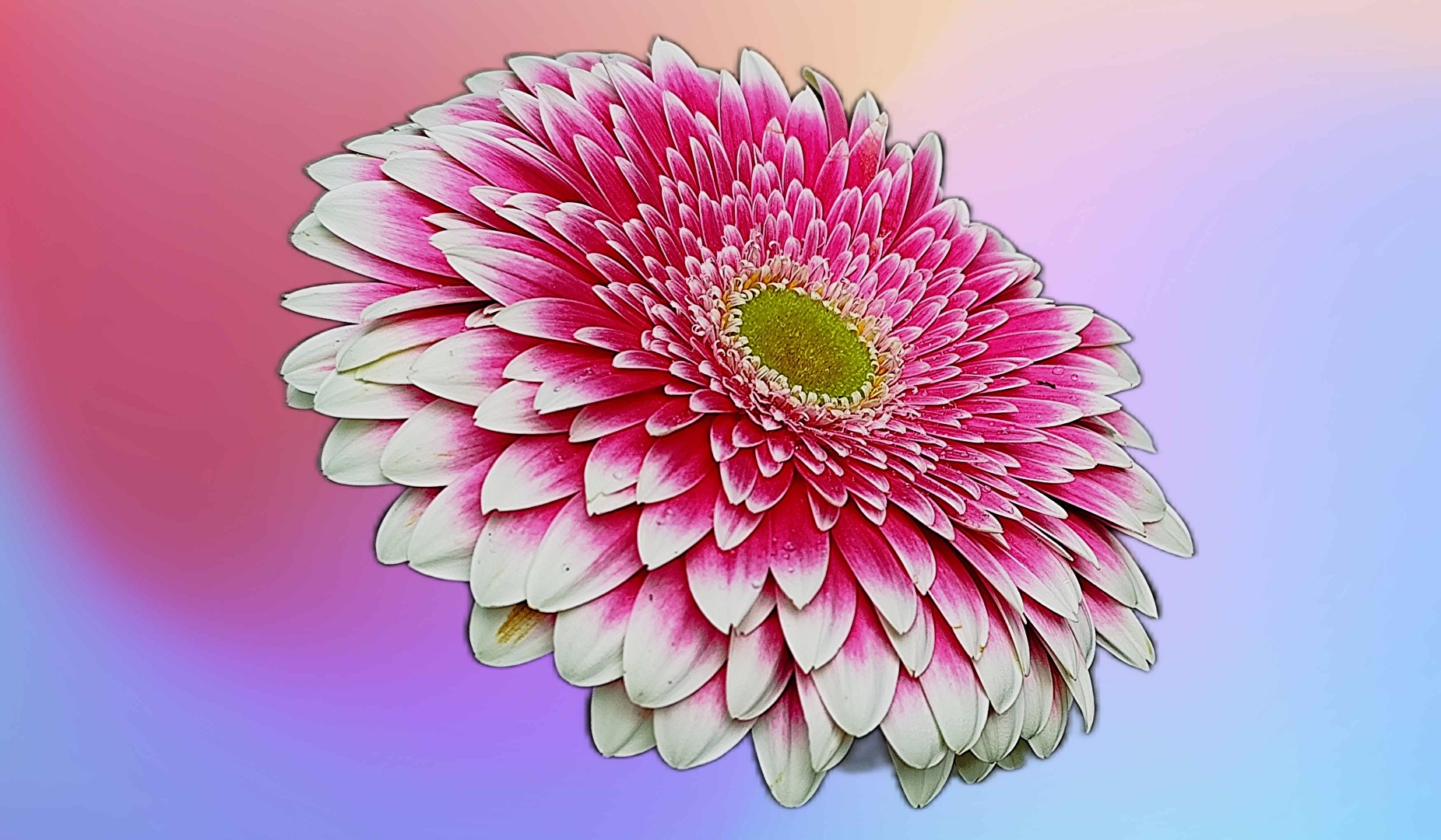 Gerbera