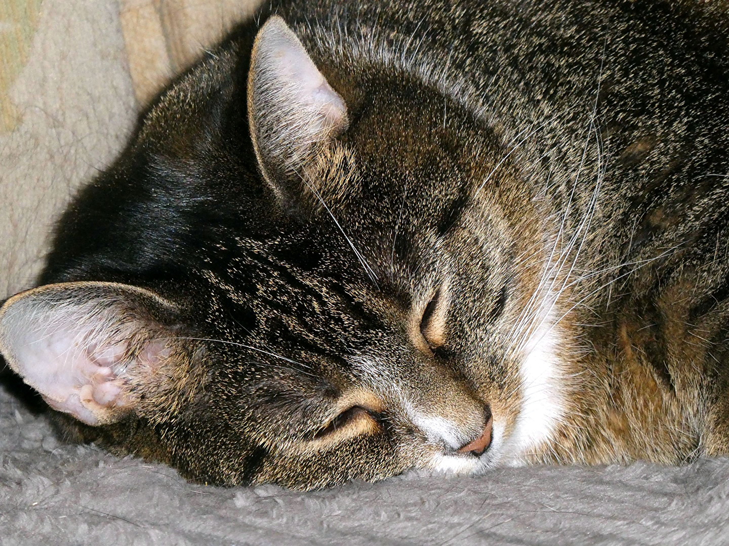 meine Katze Emmi