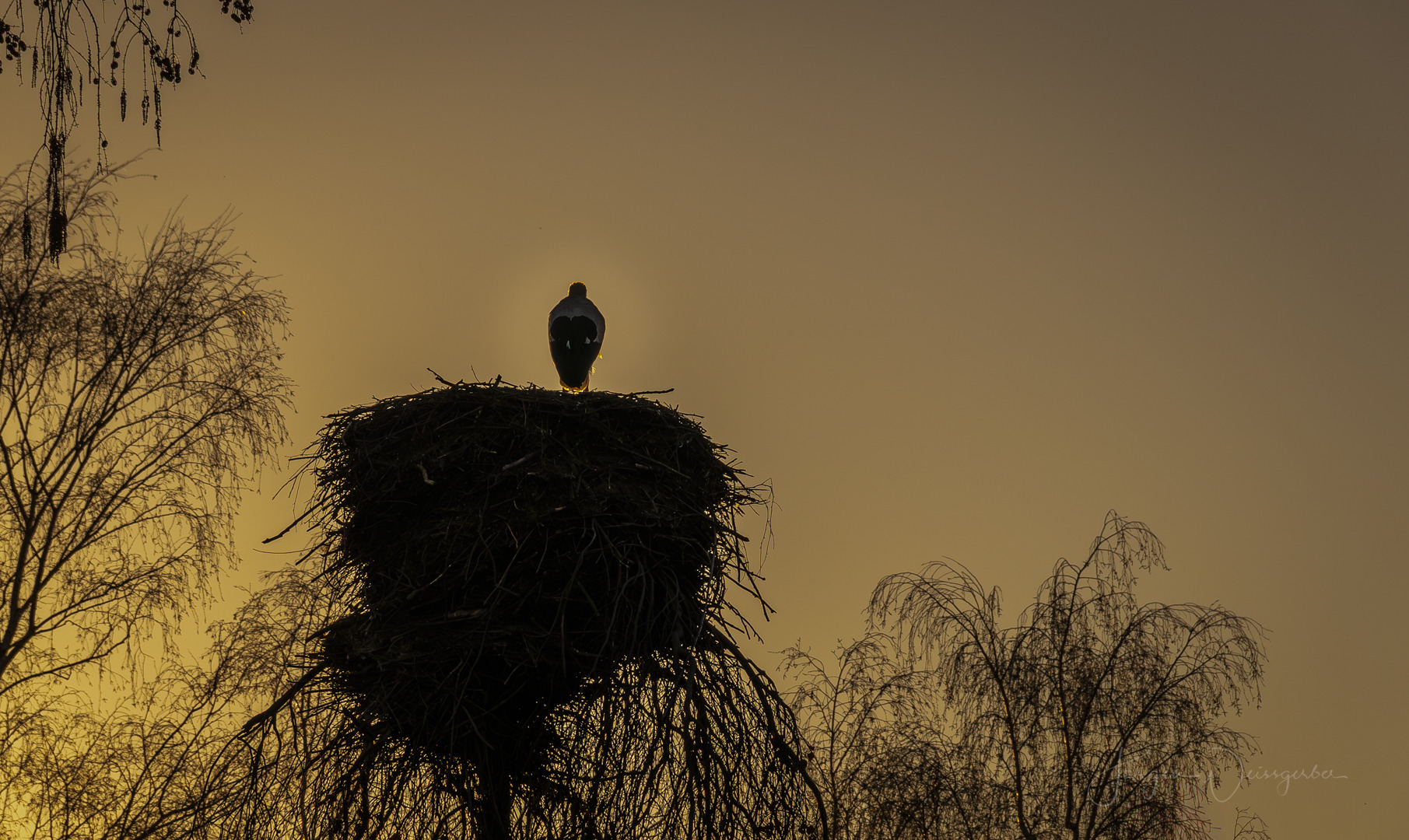 Heimkehr im Abendlicht