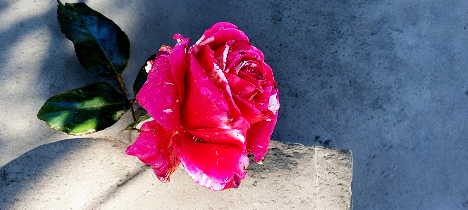la première rose