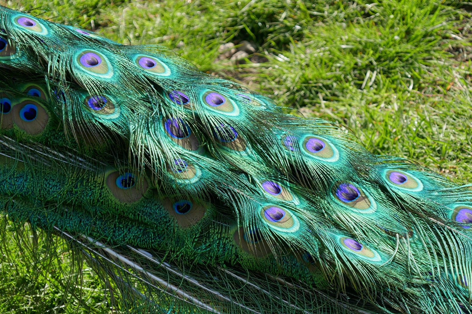 blaue Augen