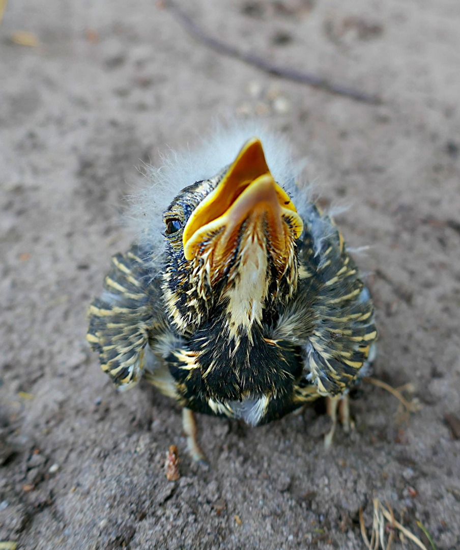 Mammaaaaa,wo bist Du ?!