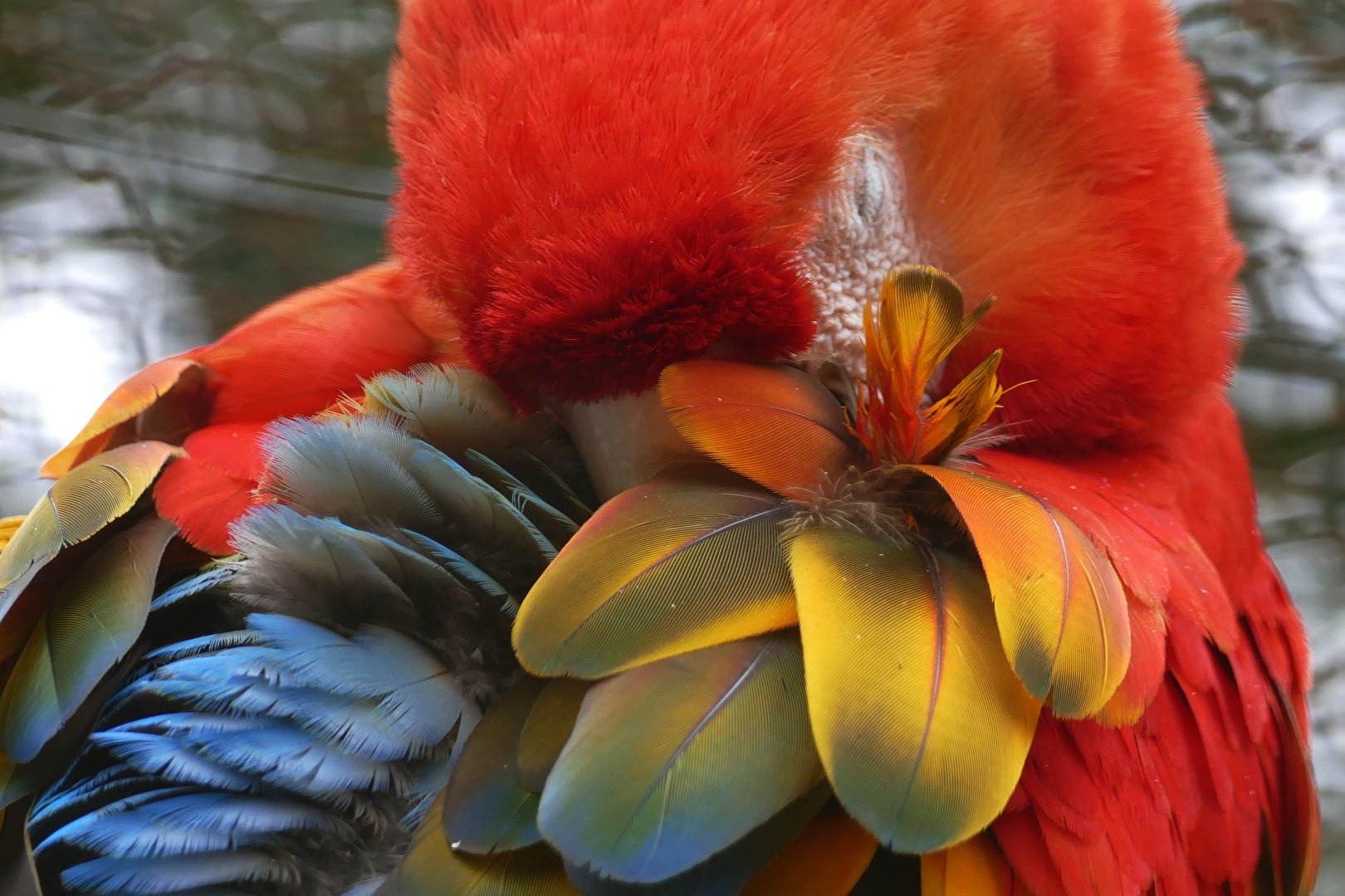 ein müder Vogel
