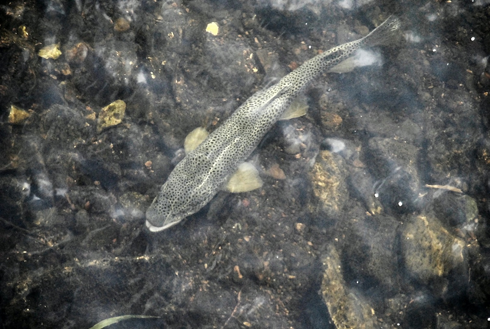 Poissons