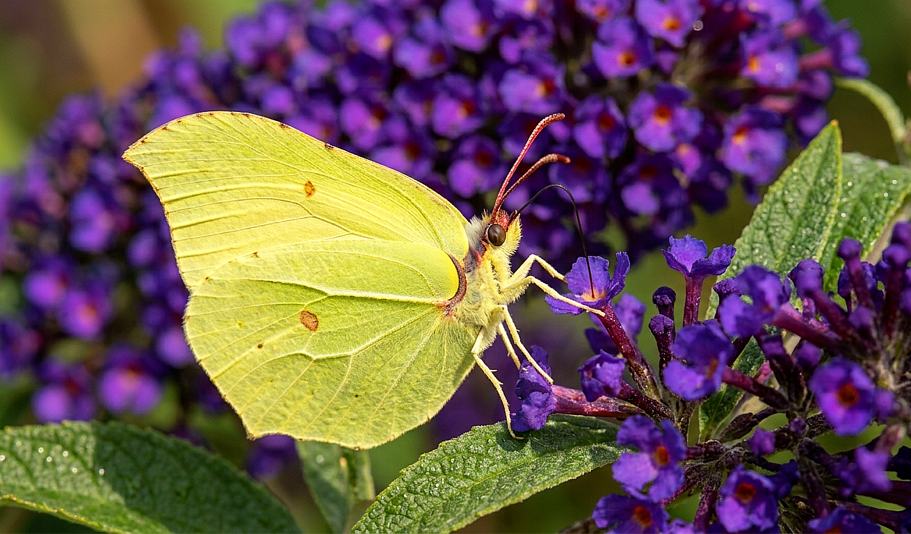 Papillon citron (papillon)