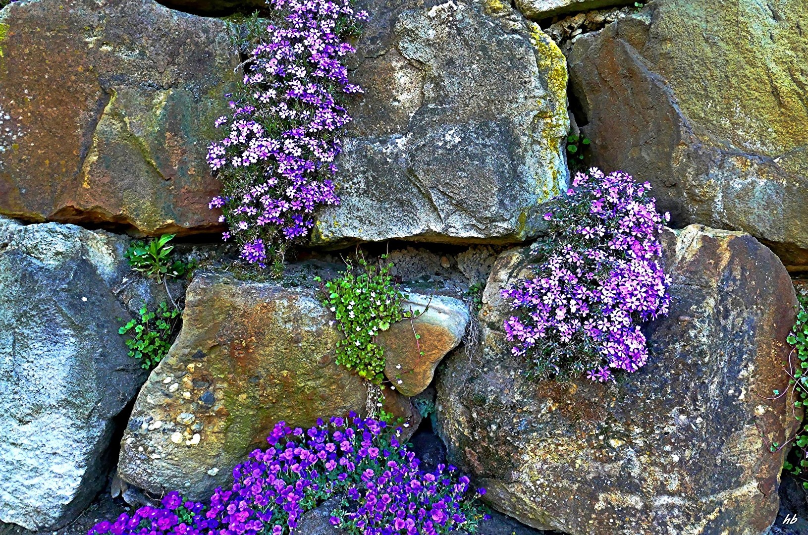 Mauerblümchen