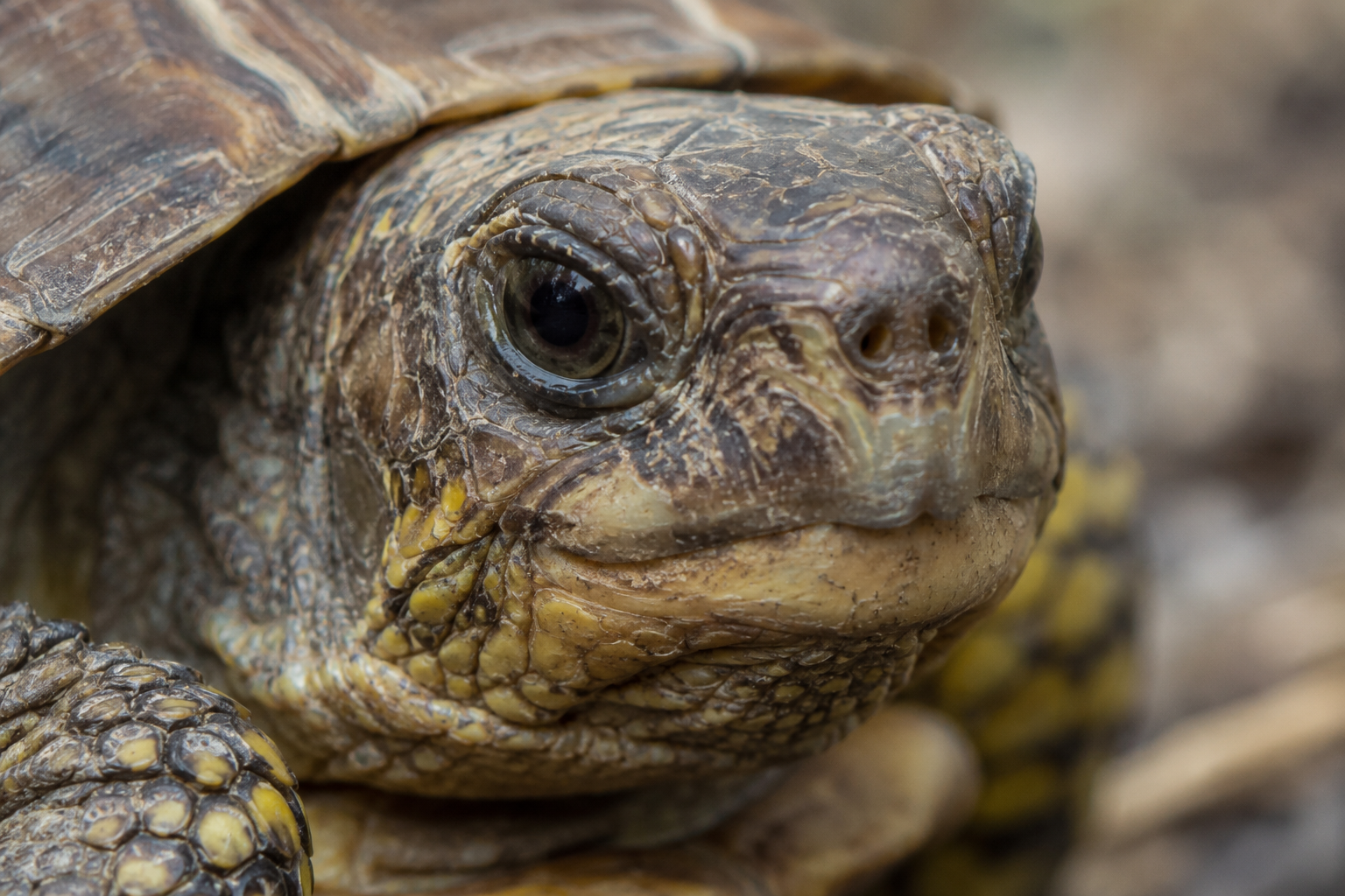 Landschildkröte im Tierpark