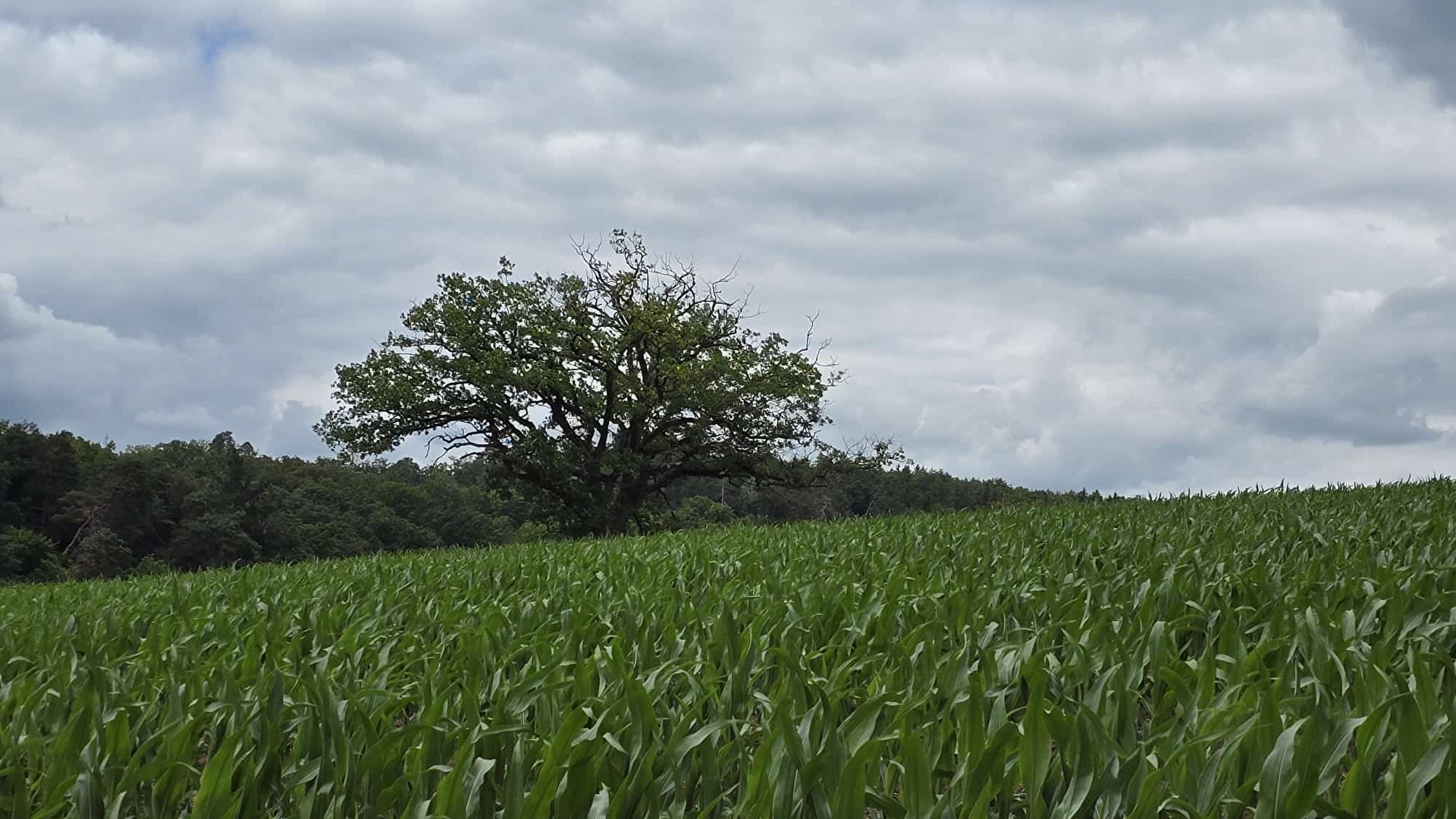 Baum im Maisfeld