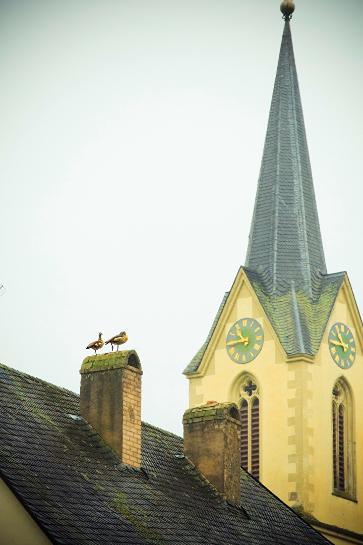 Devout duck couple