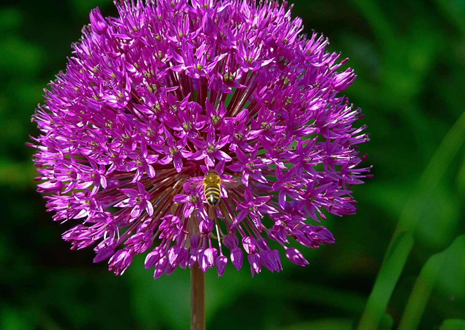 Ornamental onion (Allium)