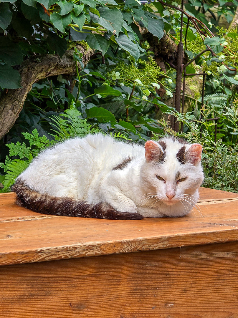 Minka