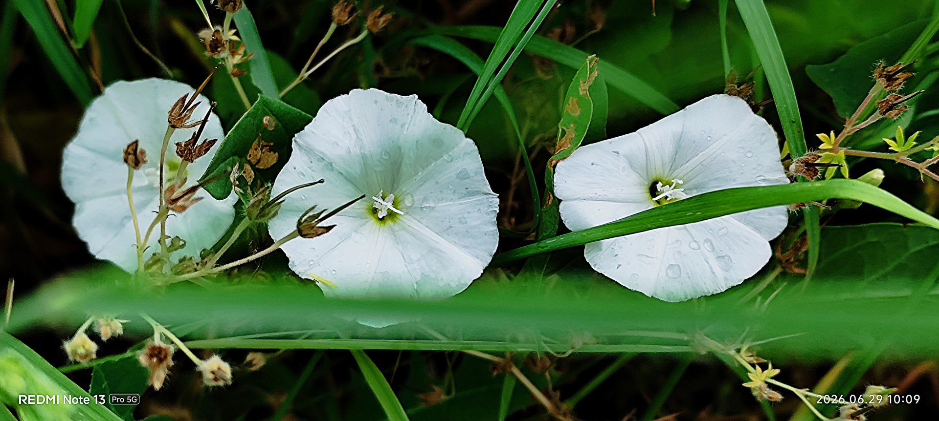 Blossoms of the Winds