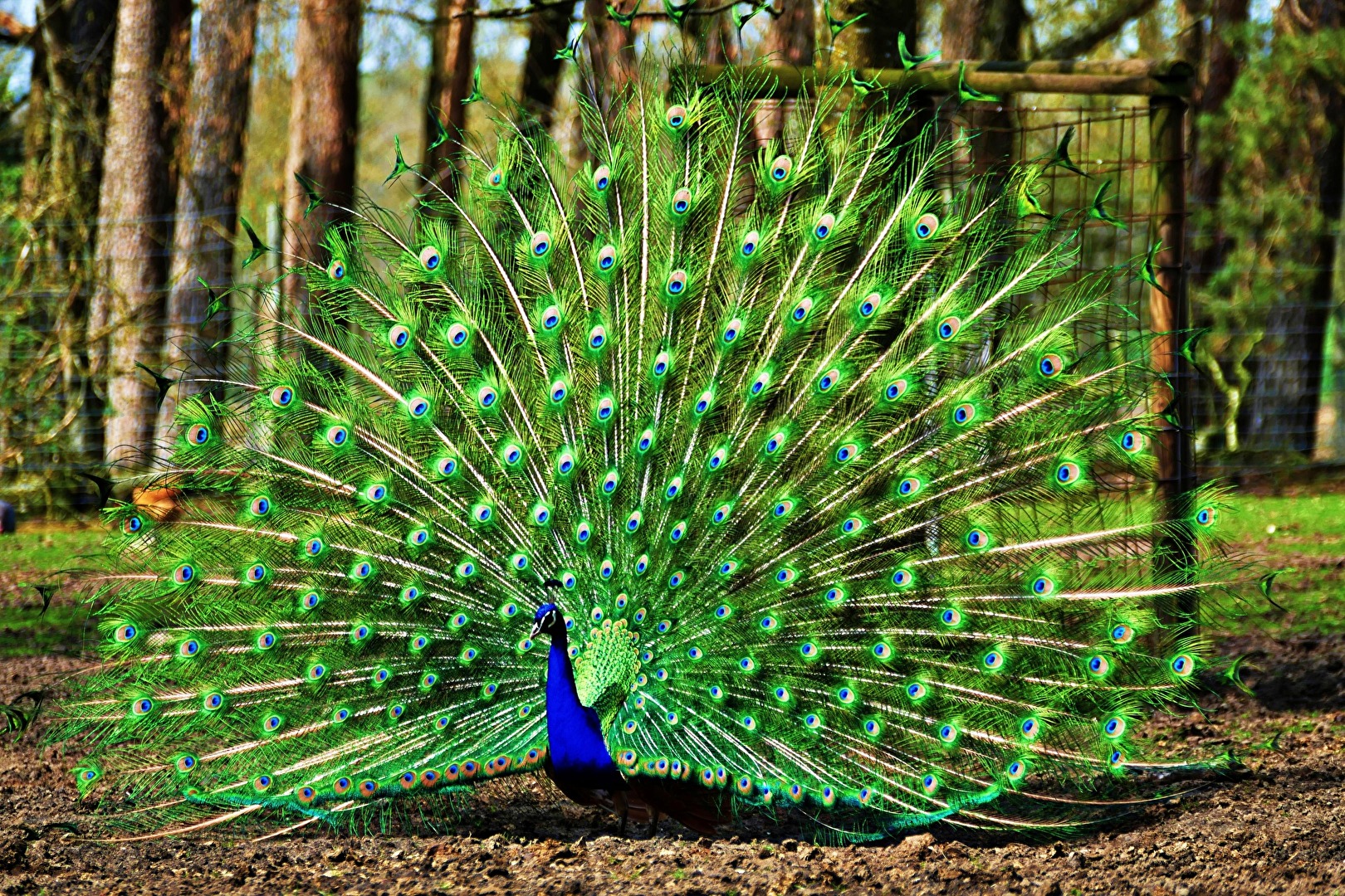 Show-off !
