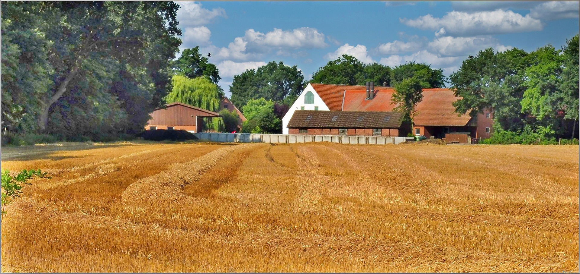 harvested