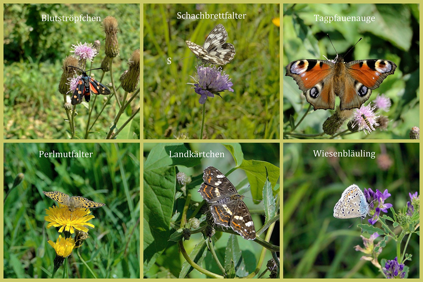 Biodiversity