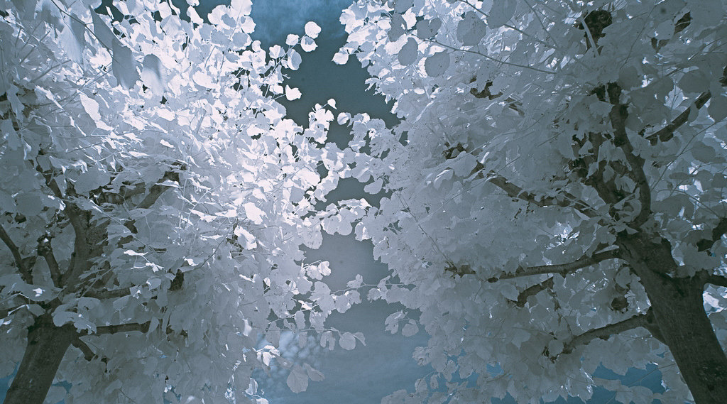 View into the trees (Infrared)