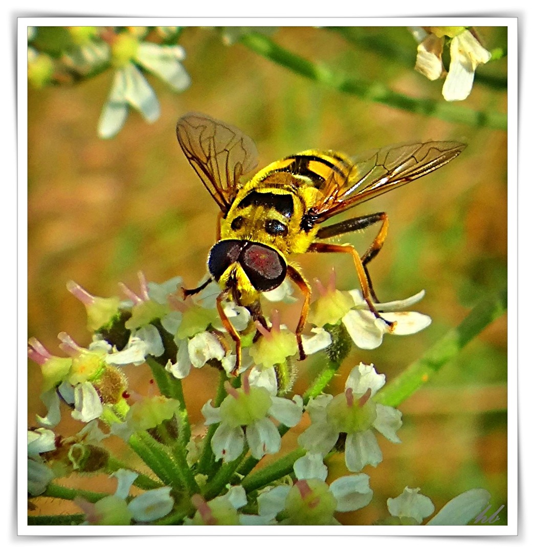 Schwebfliege