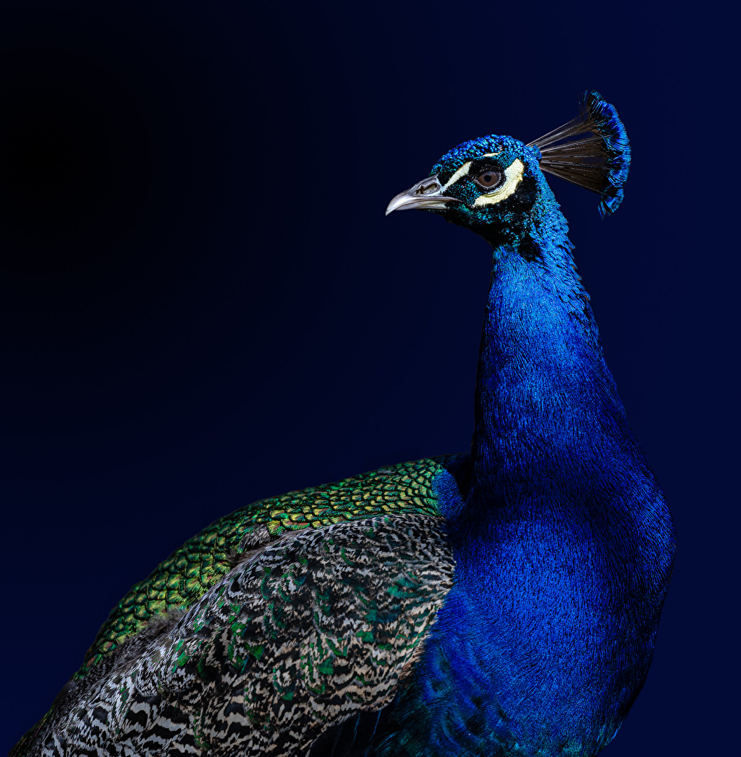 Peacock