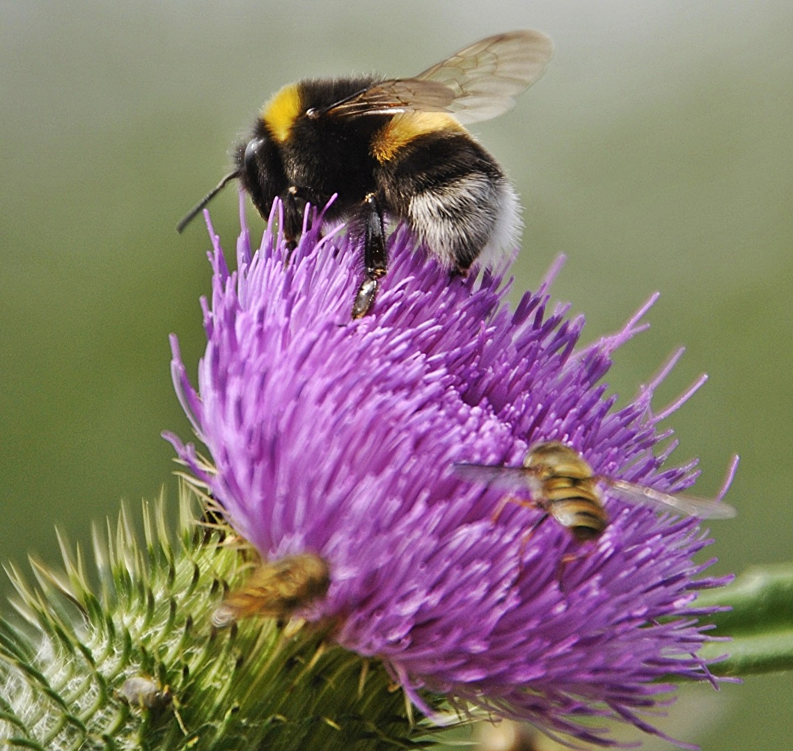 Flying insects