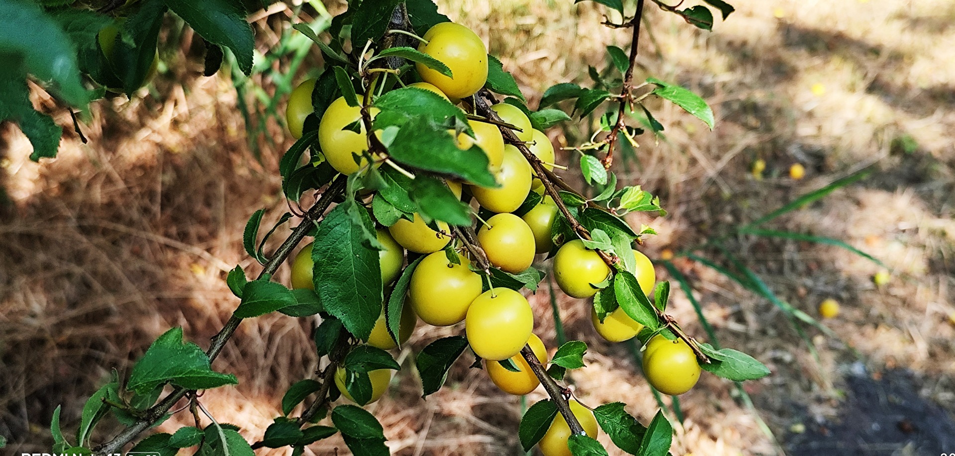 Mirabelle plums