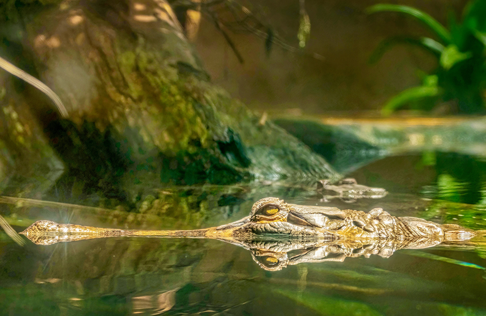 ZooParc de Beauval/F. 3