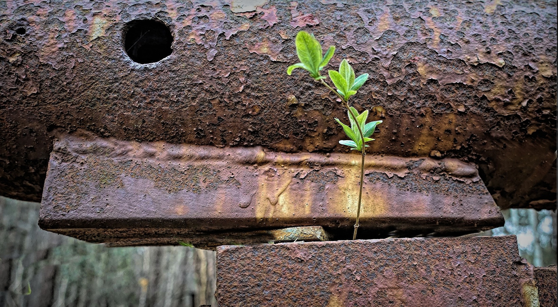 alter Rost und junges Grün
